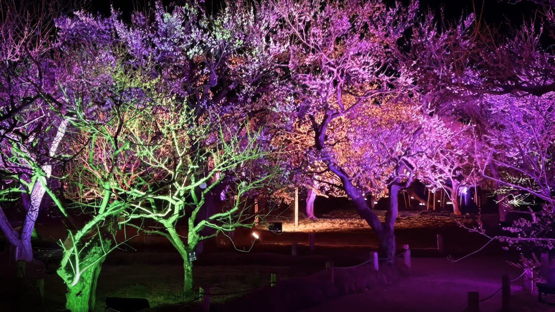 水戸の梅まつり2026